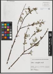 Foto von Salix salviifolia Brot.